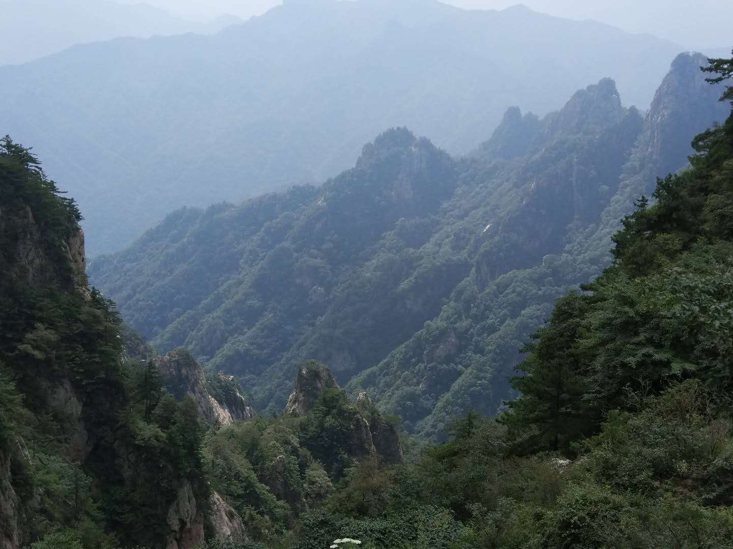 兩項(xiàng)研究填補(bǔ)核心被子植物最后一個(gè)主要分支金粟蘭目基因組信息