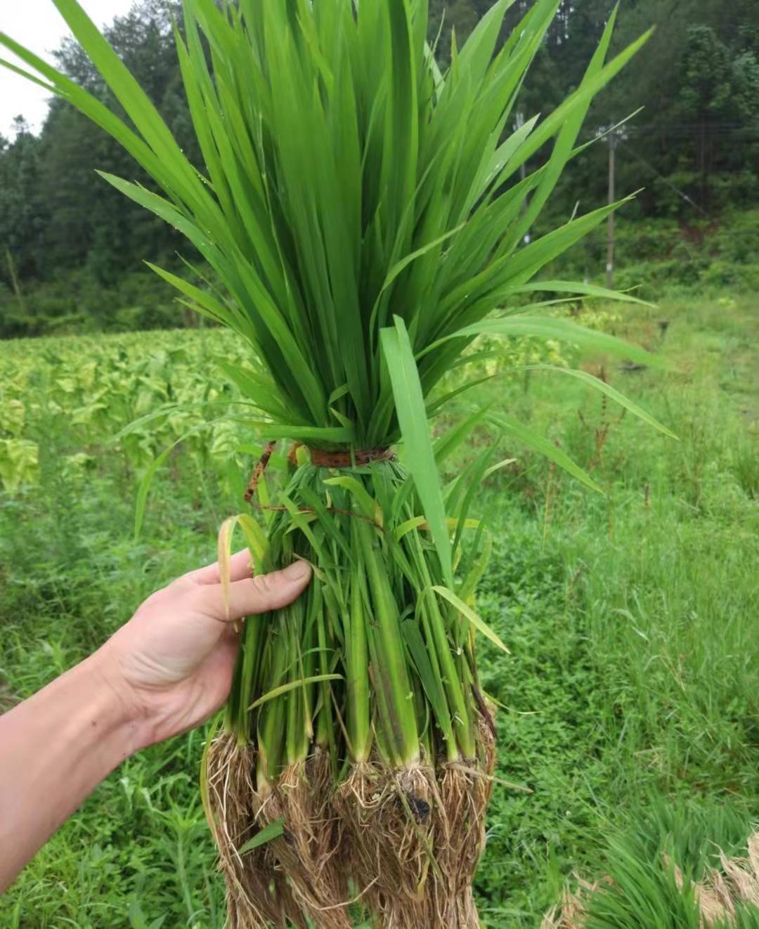 雜草稻中的抗旱相關基因PAPH1研究取得新進展